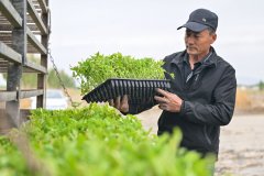 机械化 智能化 从动化——新疆番茄财产